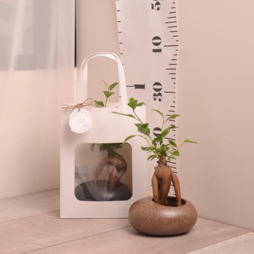 فيكس جينسنغ (بونساي) صغير