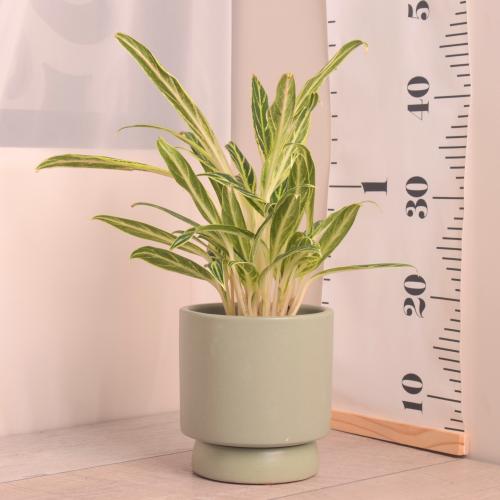 أجلونيما وايت مع حوض سيراميك بقاعدة منفصلة