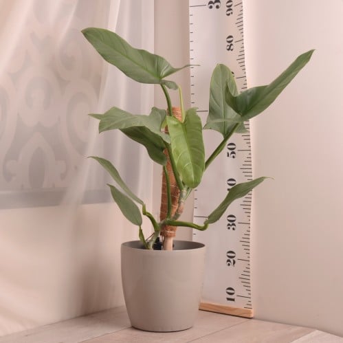 فيلودندرون رمادي gray