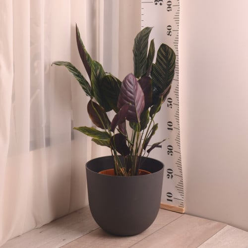 كلاثيا اورناتا