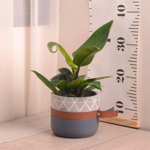 فيلودندرون امبريال جرين