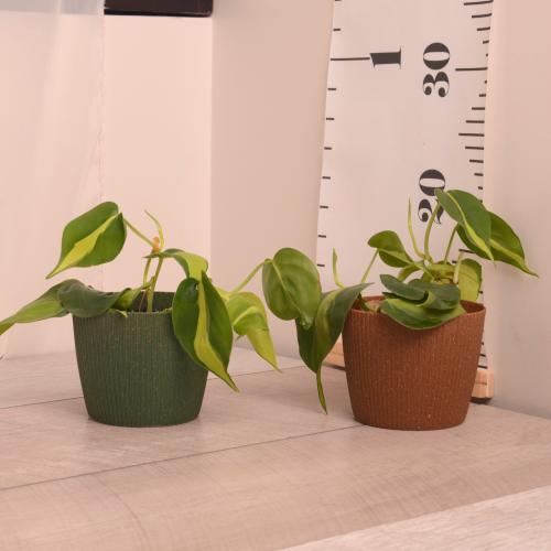 توزيعات ميني فيلودندرون برازيل