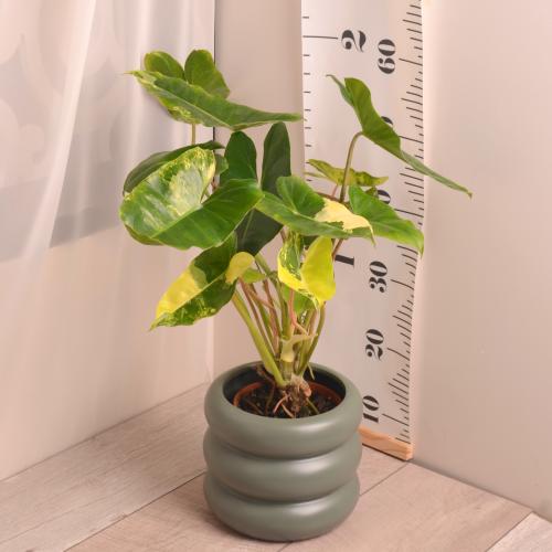 فيلودندرون بيرل ماكس مبرقش