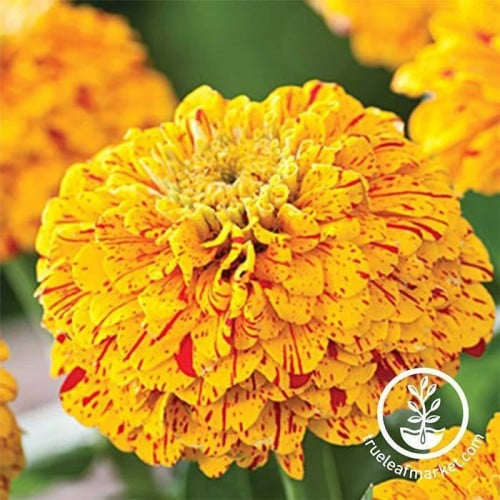 زهور زينيا Zinnia Seeds - Pop Art Golden & Red ( 10 بذرات )
