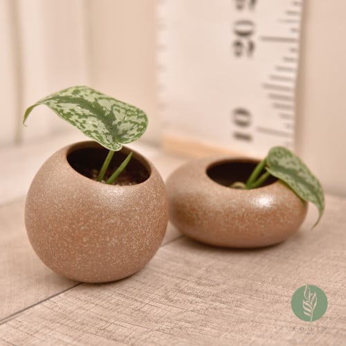 وعاء تجذير بني أنيق