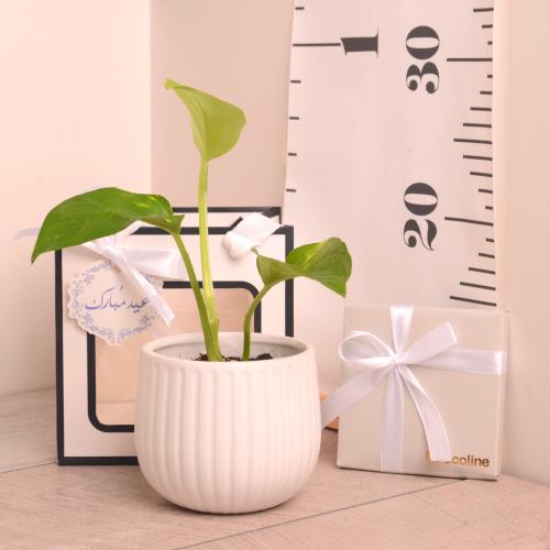 توزيعات بوتس بوعاء سيراميك (هدايا العيد)