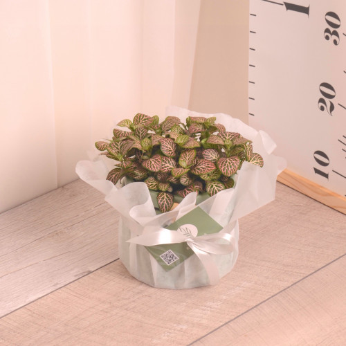 فيتونيا ملونة مع حوض سيراميك بيج