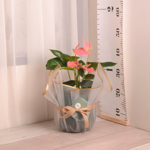 انثوريوم وردي مع حوض سيراميك أخضر