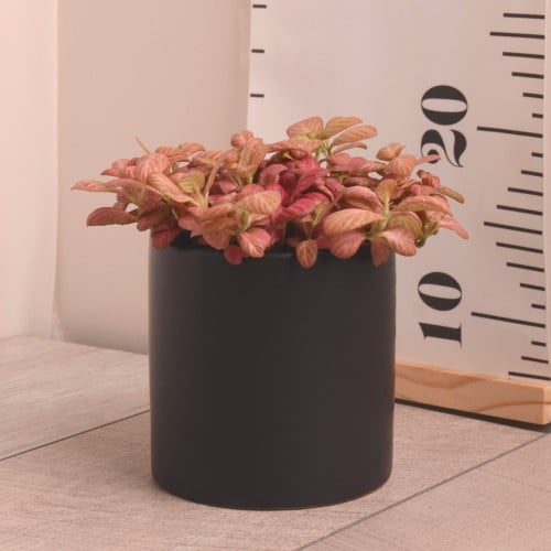 فيتونيا وردية مع حوض سيراميك