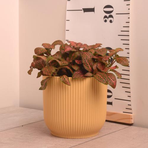 فيتونيا حمراء