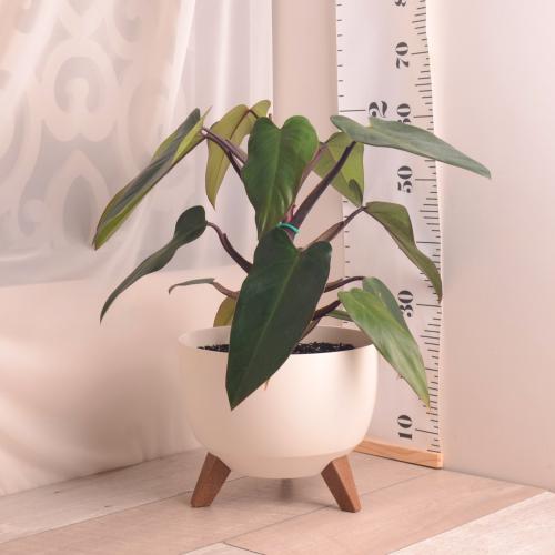 نبتة فيلودندرون روبي مع حوض أنيق (بلاستيك)