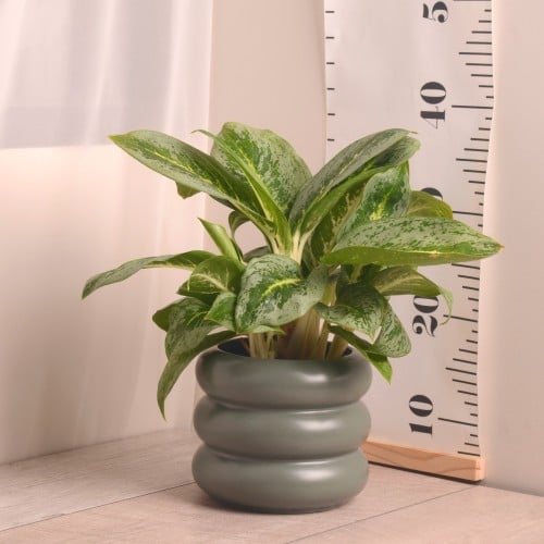 أجلونيما ليمون منت