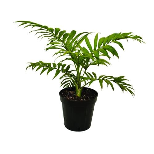 نخلة شمدوريا