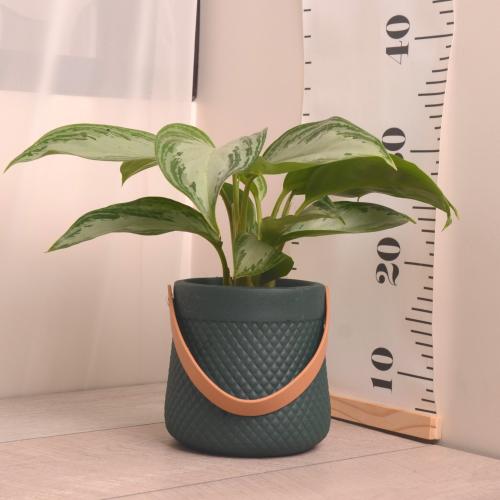 أجلونيما سلفر مع حوض سيراميك أخضر