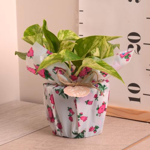 سكندابسس ماربل كوين بتغليف الناصفة