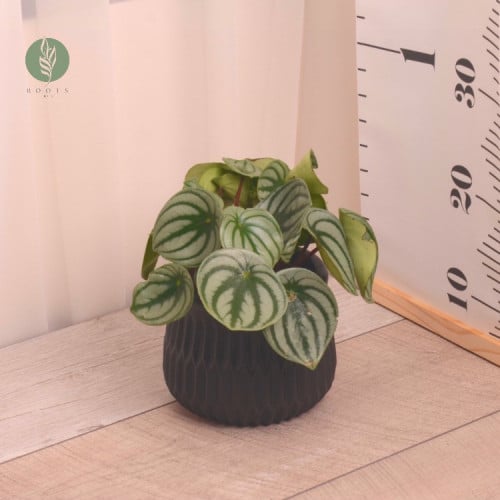 ببروميا pepromia watermelon