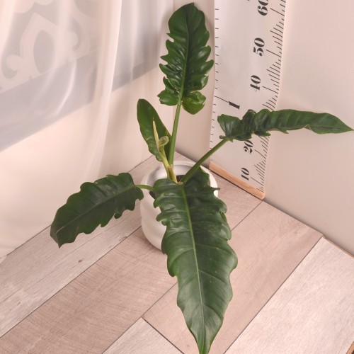 فيلودندرون ناروو philodendron narrow
