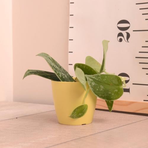 توزيعات ميني سكندابسس بكتس