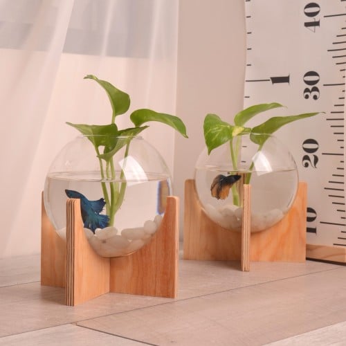 سمكة الفايتر هافمون في حوض زجاجي بقاعدة خشبية