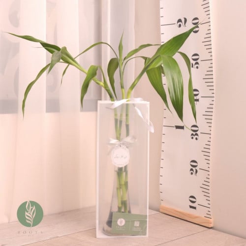 ساق البامبو (3)مع فازة زجاج هدية