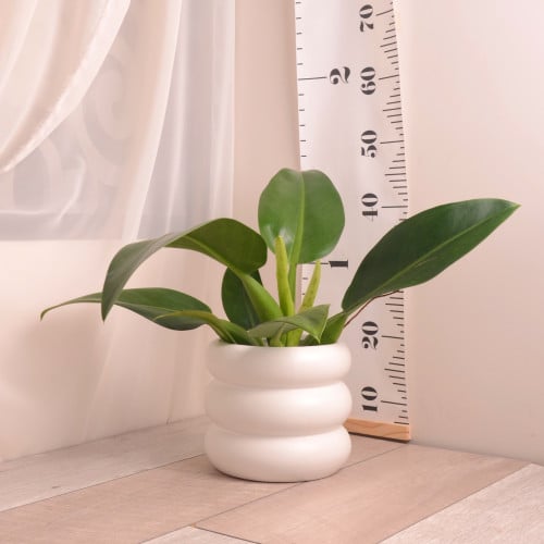 فيلودندرون مارشينوم