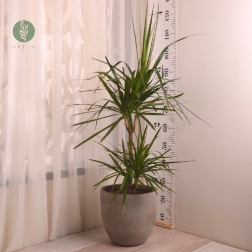 دراسينا مارجيناتا