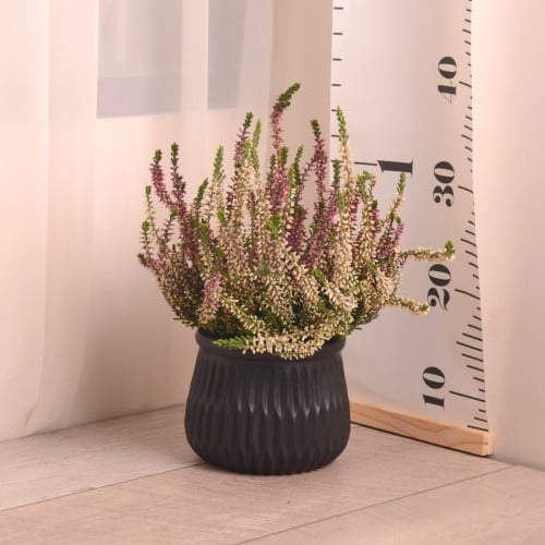 كالونا Calluna