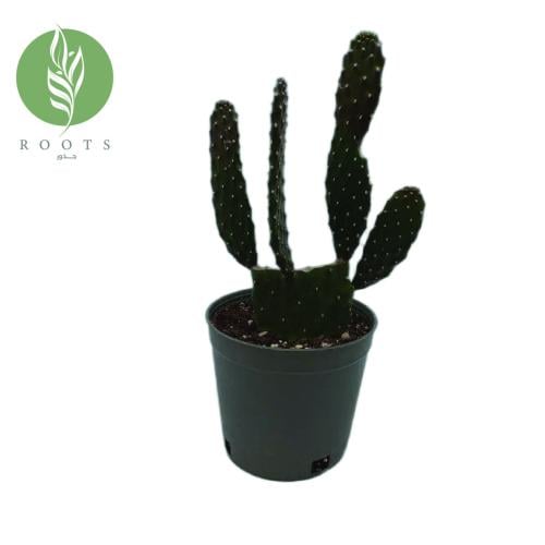 صبار اذن الارنب