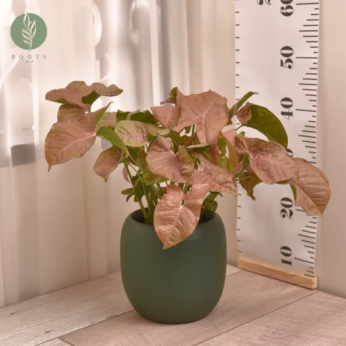 نبتة سنجونيوم وردي Syngonium Pink مع اصيص سيراميك اخضر