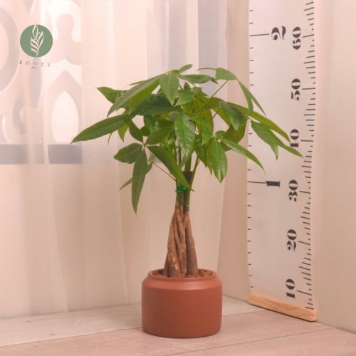 باشيرا  Pachira aquatica مع وعاء سيراميك بني