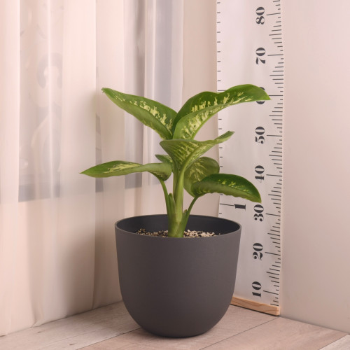 دفنباخيا مع حوض بلاستيك ماركة ارتيفاسي