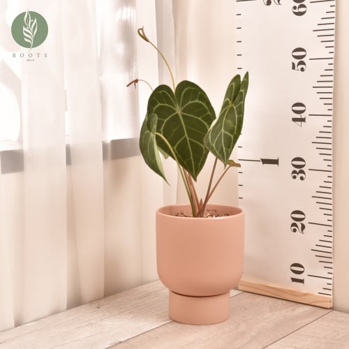 انثوريوم كلارنفيوم  Anthurium Clarinervium مع حوض سيراميك