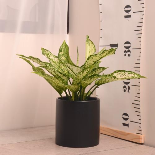 أجلونيما مبرقشة مع حوض سيراميك أسودد