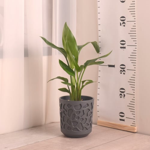 عصفور الجنة  مع حوض بلاستيك مزخرف