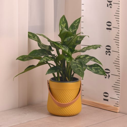أجلونيما Aglaonema مع حوض سيراميك أصفر