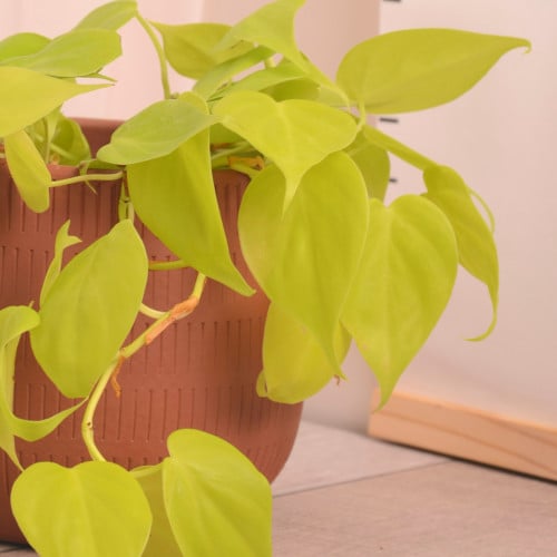 فيلودندرون أصفر نيون Philodendron cordatum 'Neon,' ·