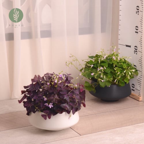 أوكساليس الفراشة Oxalis