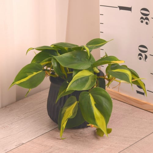 فيلودندرون برازيل  Philodendron Brazil