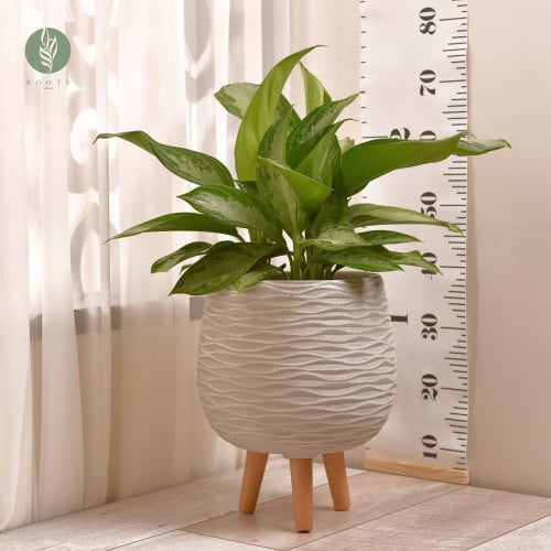 اجلونيما سلفر  Aglonema Silver