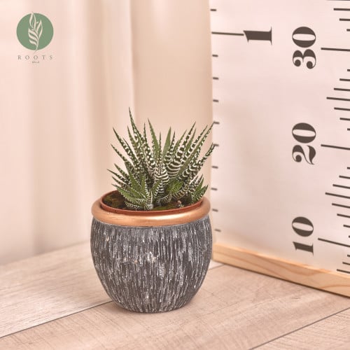 حوراء القصر هاورثيا صبار Haworthia Fasciata