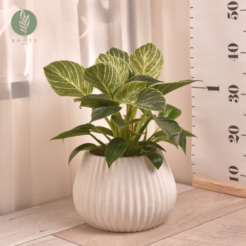 فيلودندرون بيركين Philodendron Birkin مع حوض سيراميك ابيض