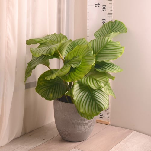 كلاثيا ايربوفوليا