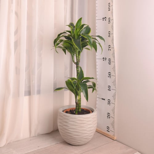 دراسينا دورادو