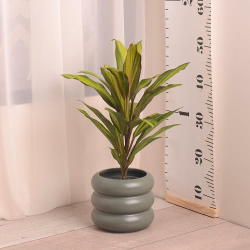 كوردالين  مخطط وأحمر