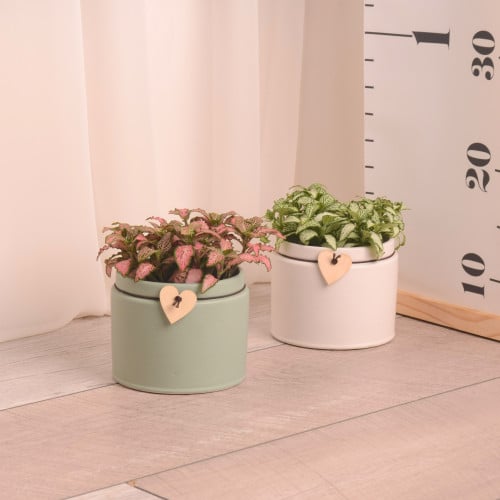 فيتونيا صغيرة