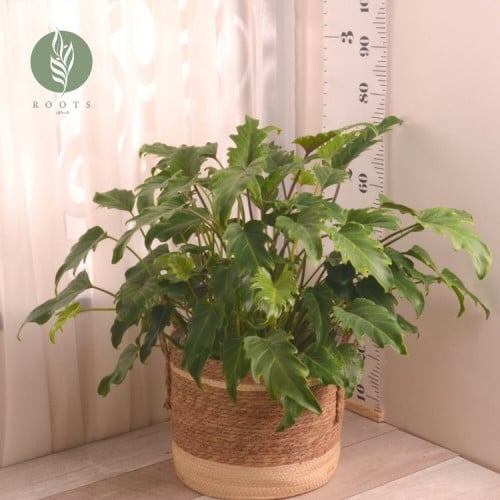 فيلودندرون زنادو  xanadu  philodendron