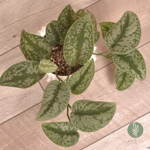 سكندابسس بكتس   Scindapsus Pictus(بوتس)