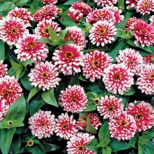 زهور زينيا حمراء Zinnia Seeds - Swizzle Series ( 10 بذرات )