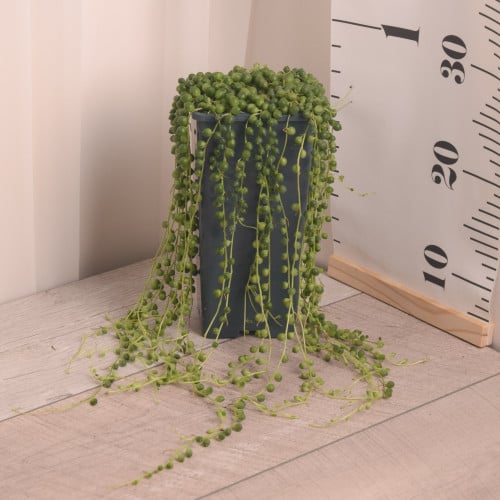 عقد الؤلؤ أو المسبحة String of Pearl