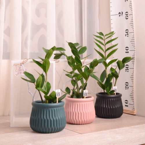 زاميا مع حوض سيراميك